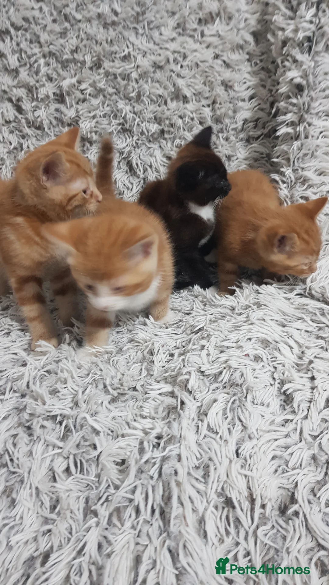 Mixed Breed cats for sale: kittens for sale  in Telford - Advert 2
