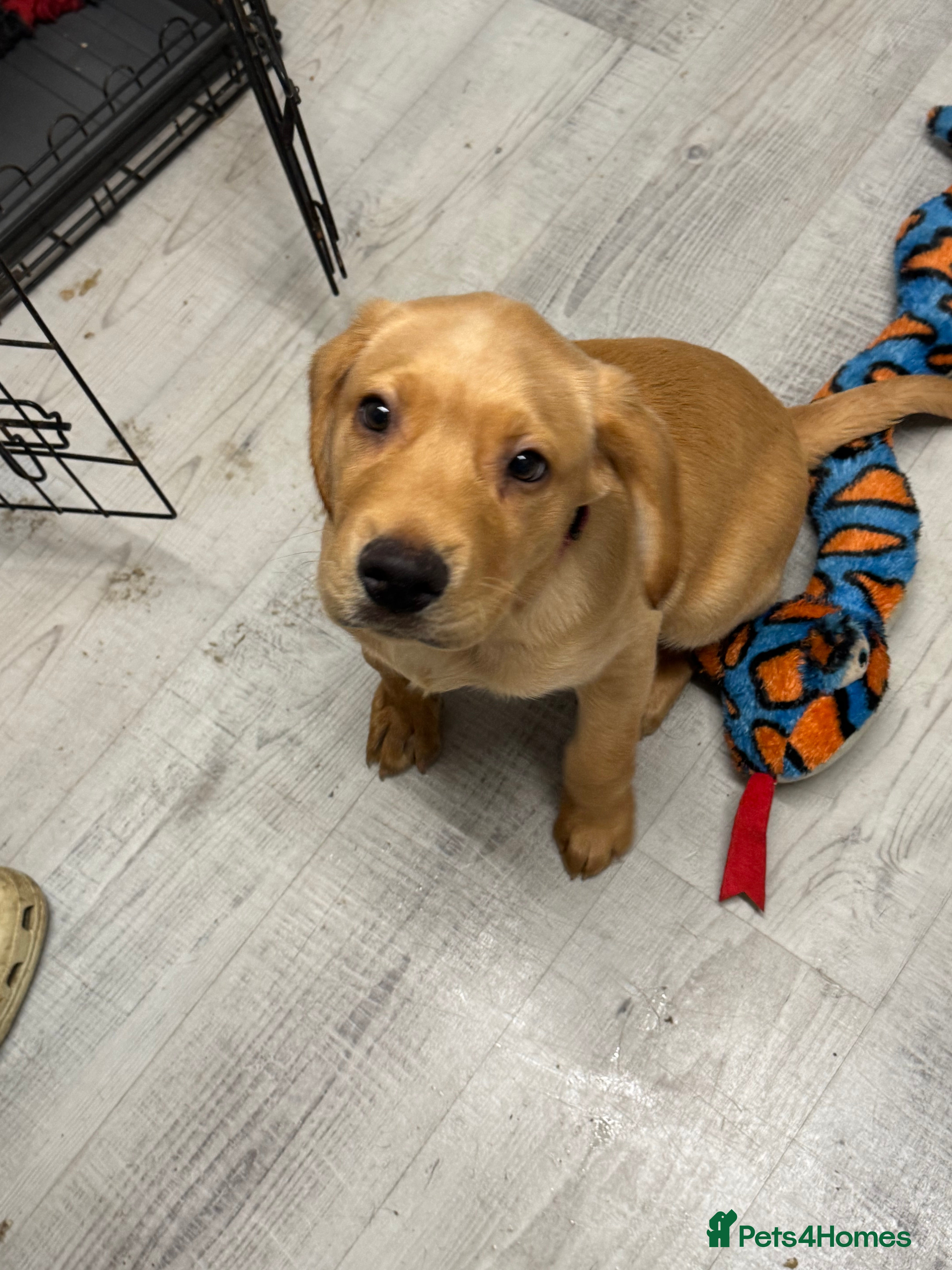 Labrador Retriever dogs Handsome Earnie - Fox Red Labrador Ready Now  - Advert 16