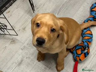 Labrador Retriever dogs Handsome Earnie - Fox Red Labrador Ready Now - Advert 16