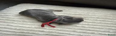 Red collar 