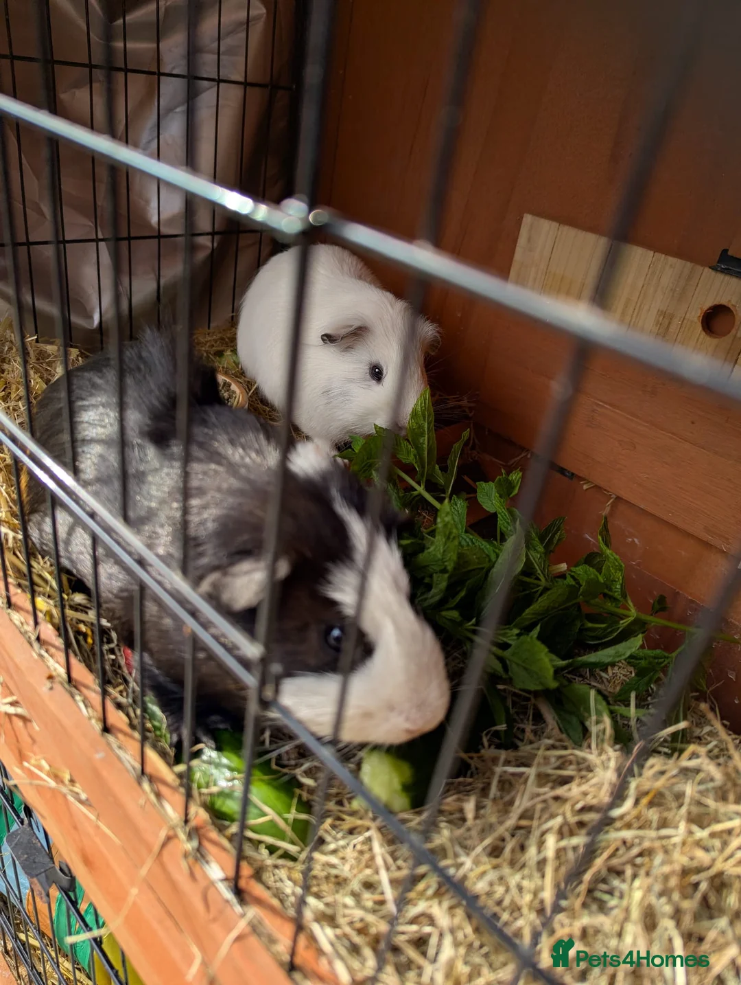 Guinea Pig rodents for sale: 2 male guinea pigs - free to a good home - Advert 1
