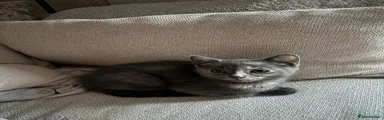 Grey girl