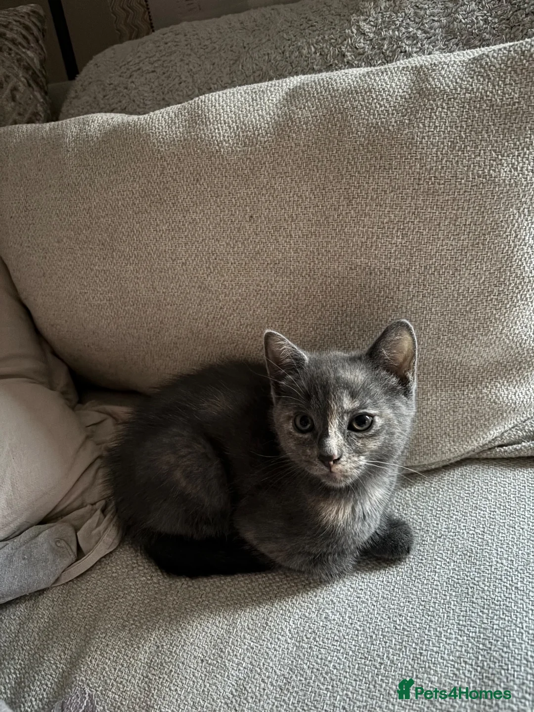 Mixed Breed cats for sale: 1/4 mainecoon grey female - Advert 2