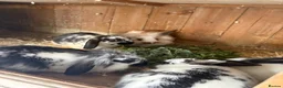 Mini Lop rabbits for sale: Baby mini lop rabbits - Advert 8