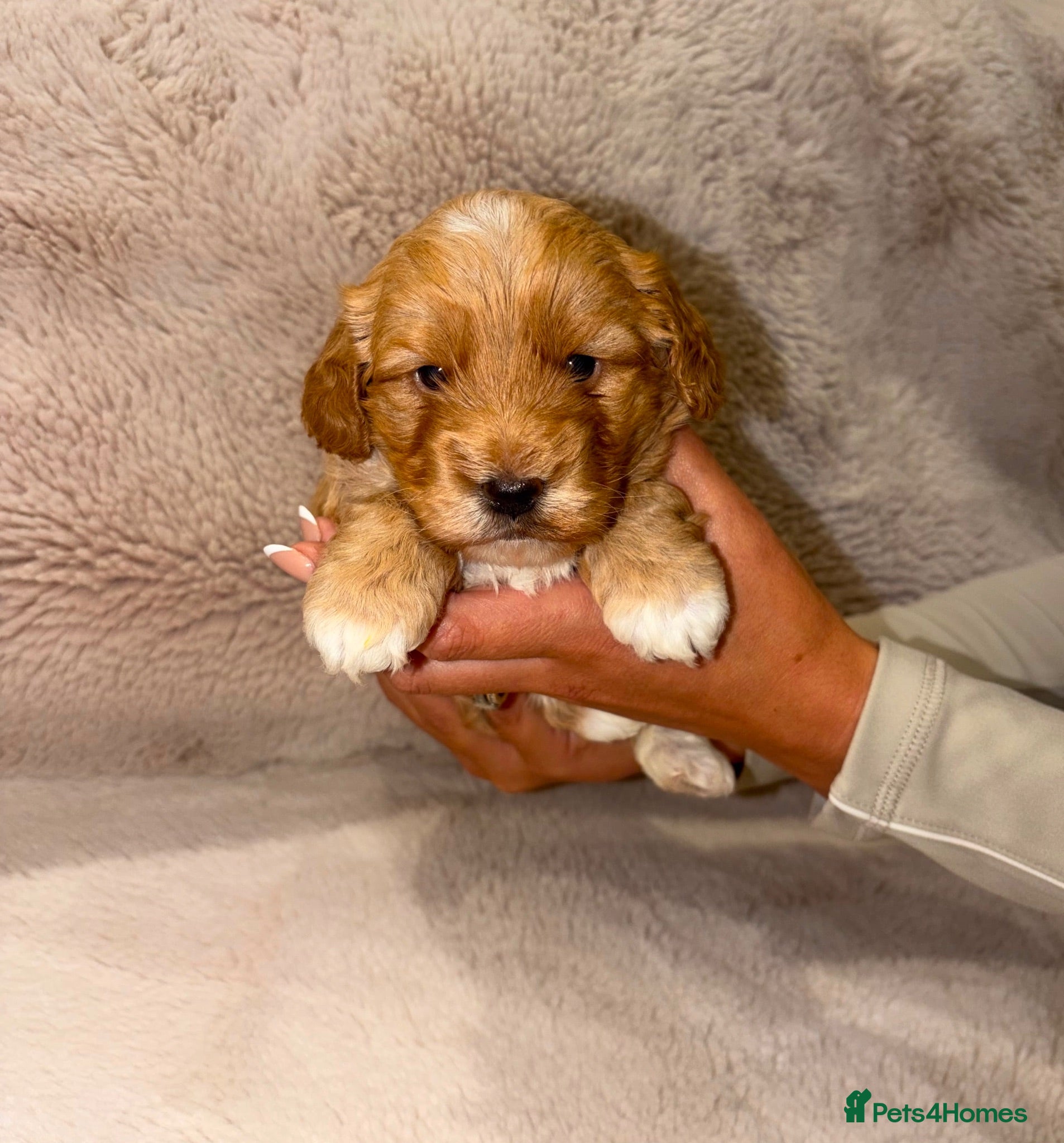 Cockapoo dogs F1 Cockapoo Puppies 🐶  - Advert 1