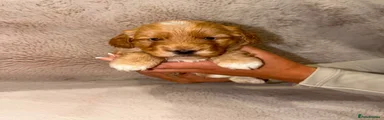 Cockapoo 1