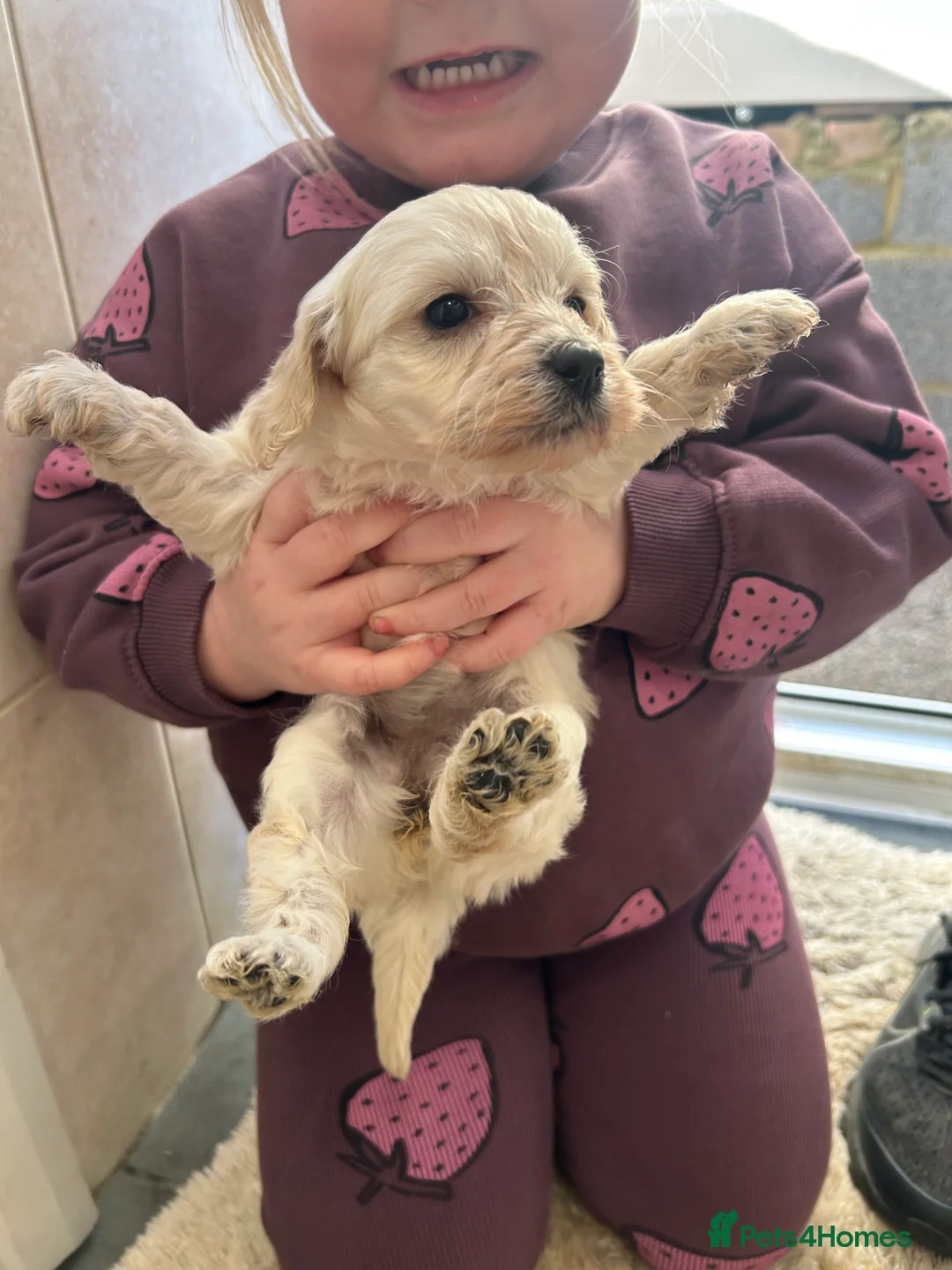 Cockapoo dogs for sale: F1b cockapoo  - Advert 7