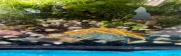 Other/Mixed Breed fish for sale: 🐟 HOME BRED FISH, SHRIMPS & SNAILS 🐌🐠🐟🦐 - Advert 7