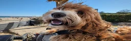 Goldendoodle dogs for stud: Tuxedo Australian Double Doodle - Advert 4
