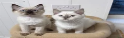 Ragdoll cats for sale: Beautiful ragdoll kittens  - Advert 16