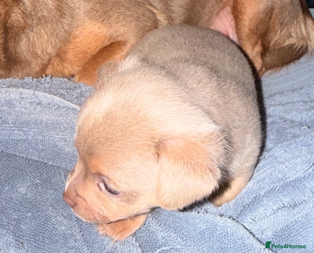 Mixed Breed dogs for sale: Outstanding chihuahua x miniature JRT puppies - Advert 16