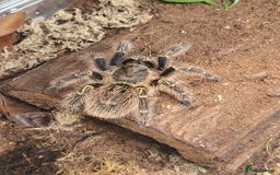 Tarantulas invertebrates for sale: MM Grammostola Pulchripes  - Image 3