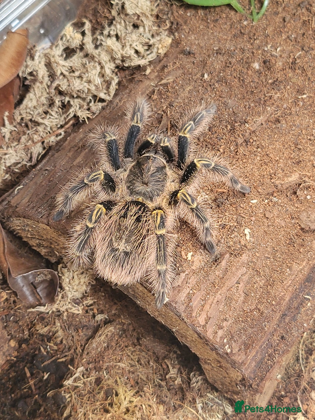 Tarantulas invertebrates for sale: MM Grammostola Pulchripes  - Image 3
