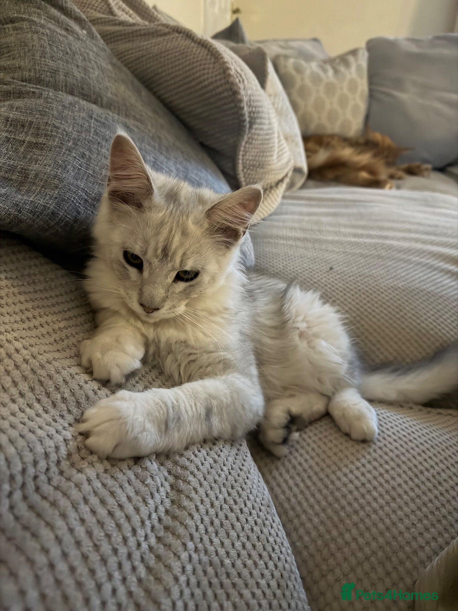 Maine Coon cats Majestic Maine coon Kittens - Advert 9