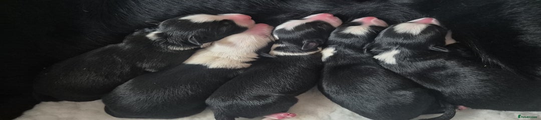Border Collie Puppy 5