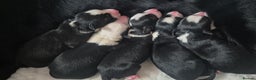 Border Collie dogs for sale: border collie puppies  - Advert 3
