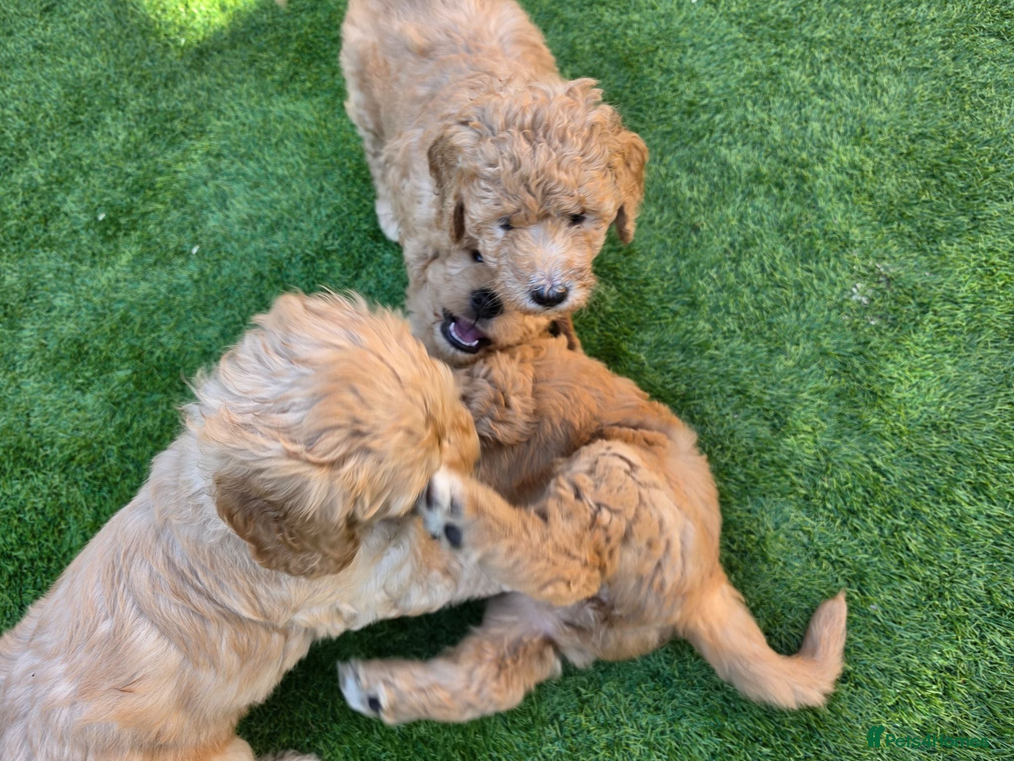 Goldendoodle dogs 🦮 Adorable F3 Goldendoodle. Parents DNA clear. - Advert 1