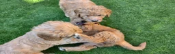 Goldendoodle dogs for sale: 🦮 Adorable F3 Goldendoodle. Parents DNA clear. - Advert 1