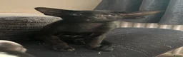 Oriental cats for sale: Pedigree Oriental male kittens  - Advert 10