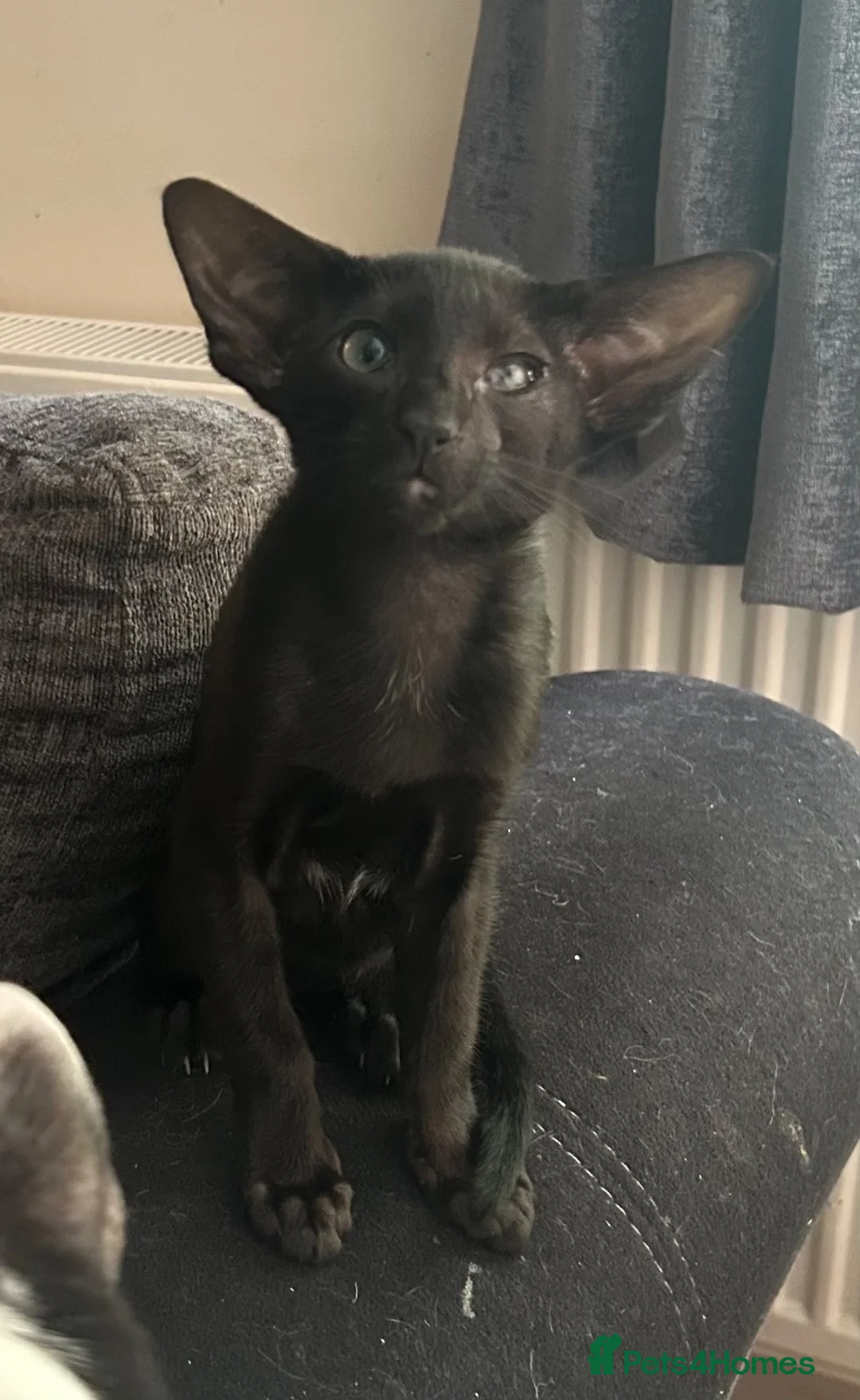 Oriental cats for sale: Pedigree Oriental male kittens  - Advert 10