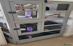 Rat rodents for sale: 3 Adorable Male Rats  - Image 5
