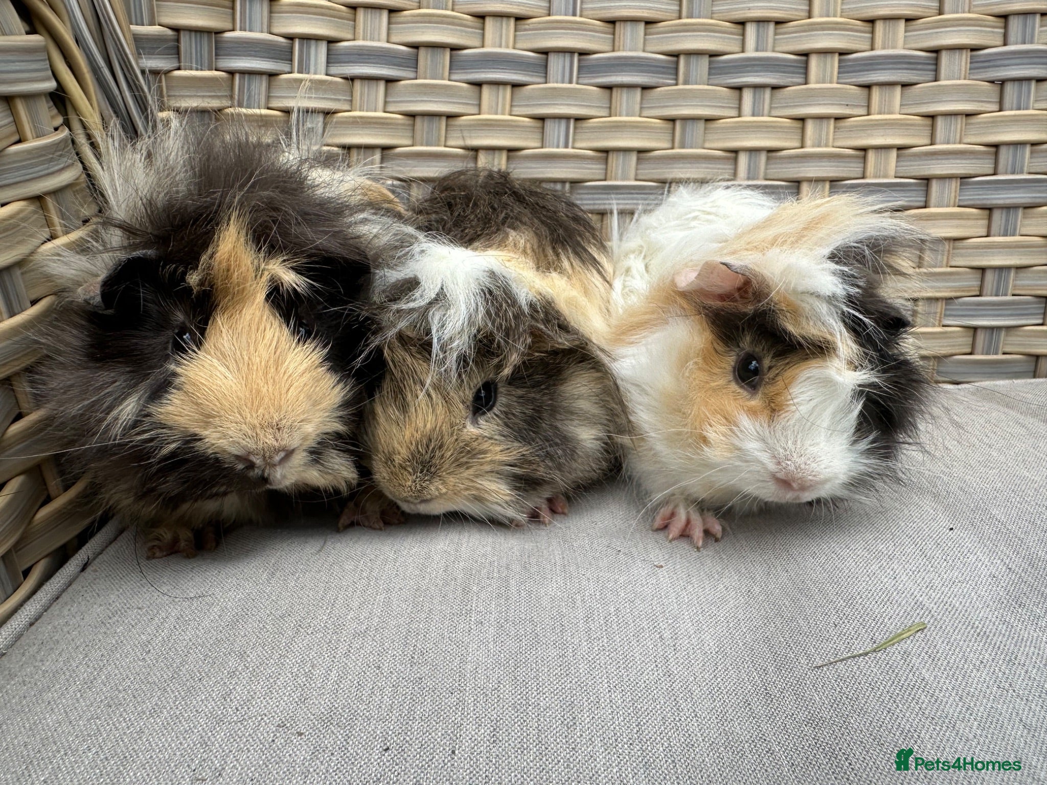 Guinea Pig rodents 3 left. Handsome long haired male guinea pigs. - Advert 7