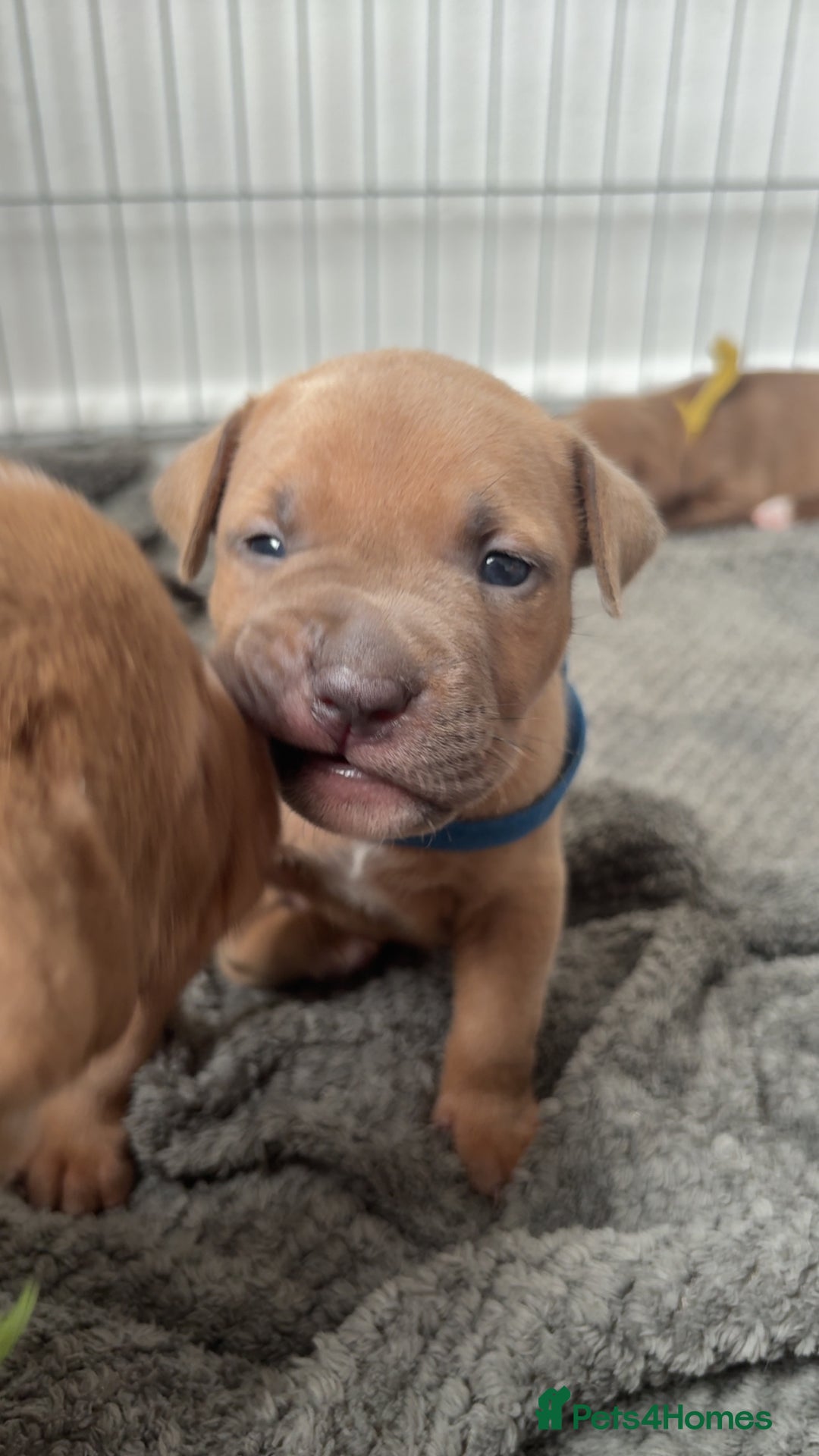 Mixed Breed dogs for sale: Puppies for sale  - Image 1