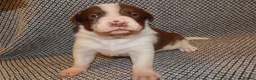 Border Collie dogs for sale: Full Breed Border Collie Puppies in Congleton - Advert 14