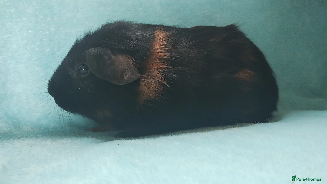 Guinea Pig rodents for sale: Baby cornet and friend ready now  - Advert 9