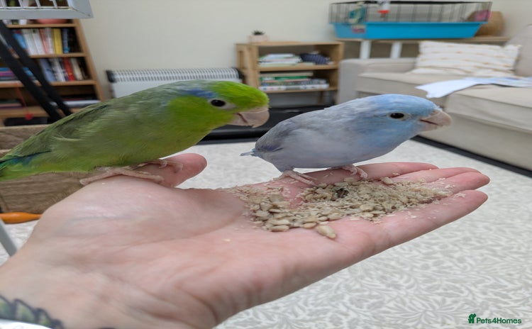 Parrots birds - Advert 1