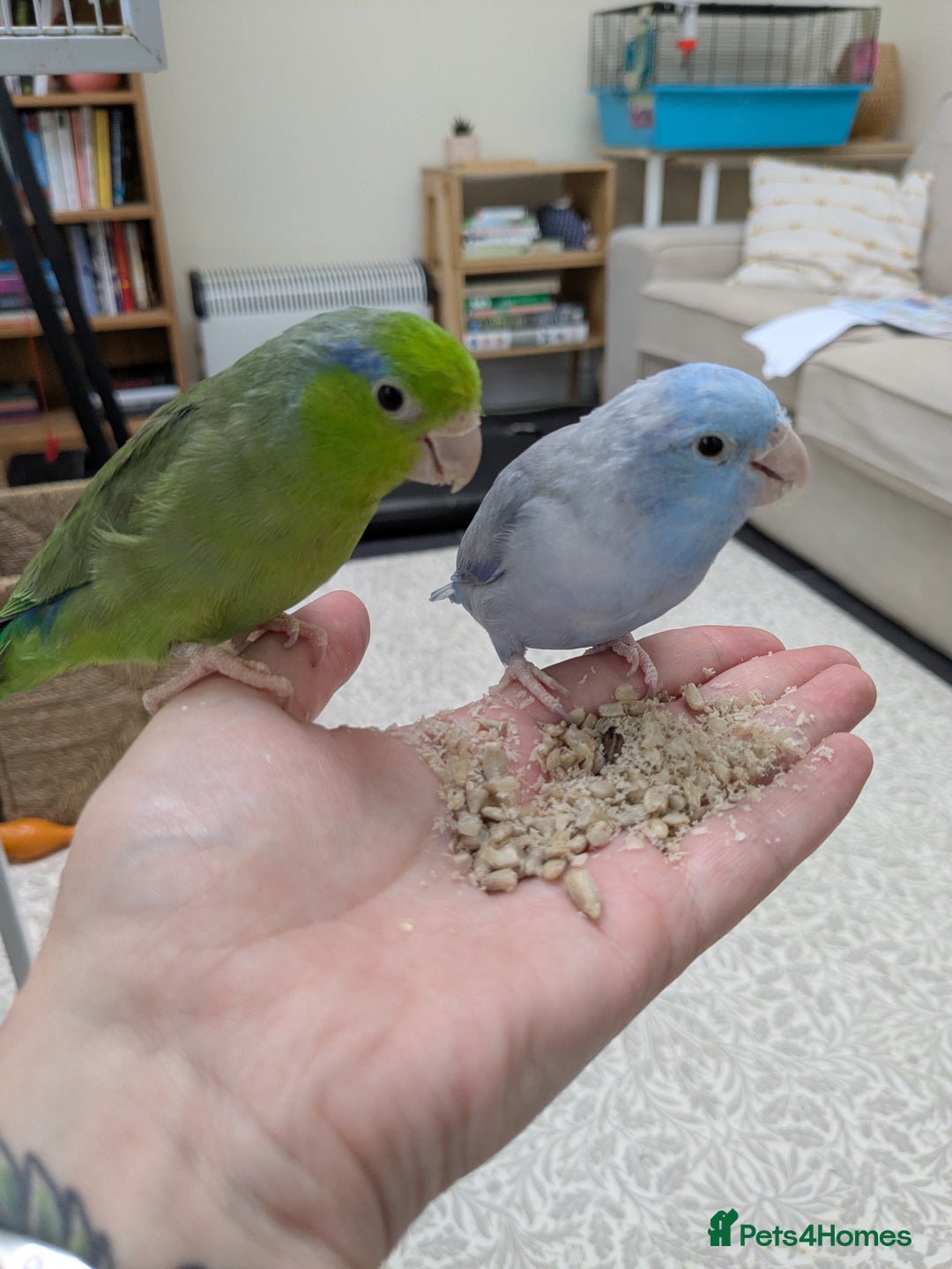 Parrots birds for sale: Male and Female Parrotlet - Image 1