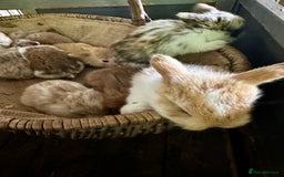 Mini Lop rabbits for sale: Mini lop baby bunnies, show parents - Image 7