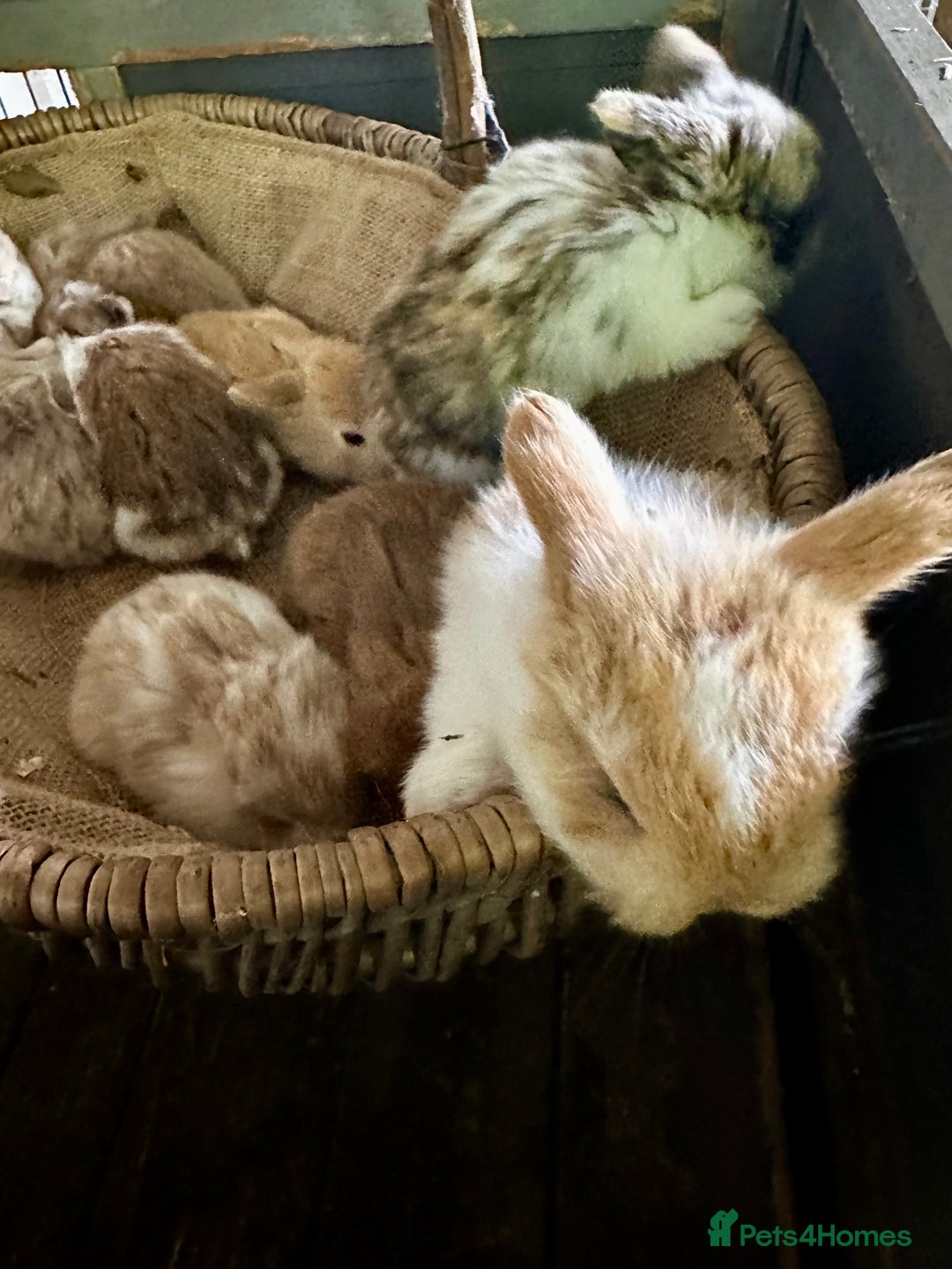 Mini Lop rabbits for sale: Mini lop baby bunnies, show parents - Image 7