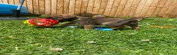 Border Terrier dogs for sale: ⭐️KC BORDER TERRIER PUPPIES, SLEM CLEAR - Advert 25