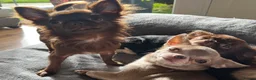 Chihuahua dogs for stud: BEAUTIFUL KC BOYS FOR STUD DUTIES 💜🤎 - Advert 4