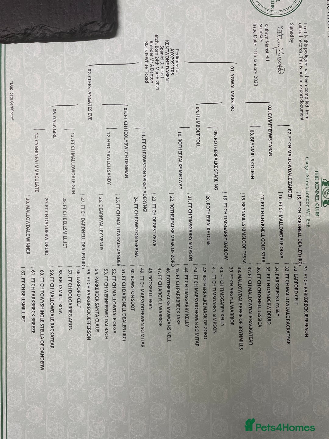 Cocker Spaniel dogs for sale: Cocker Spaniel  - Advert 17