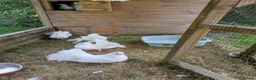Pigeons birds for sale: Beautiful Pure White Fantail Doves  - Advert 3