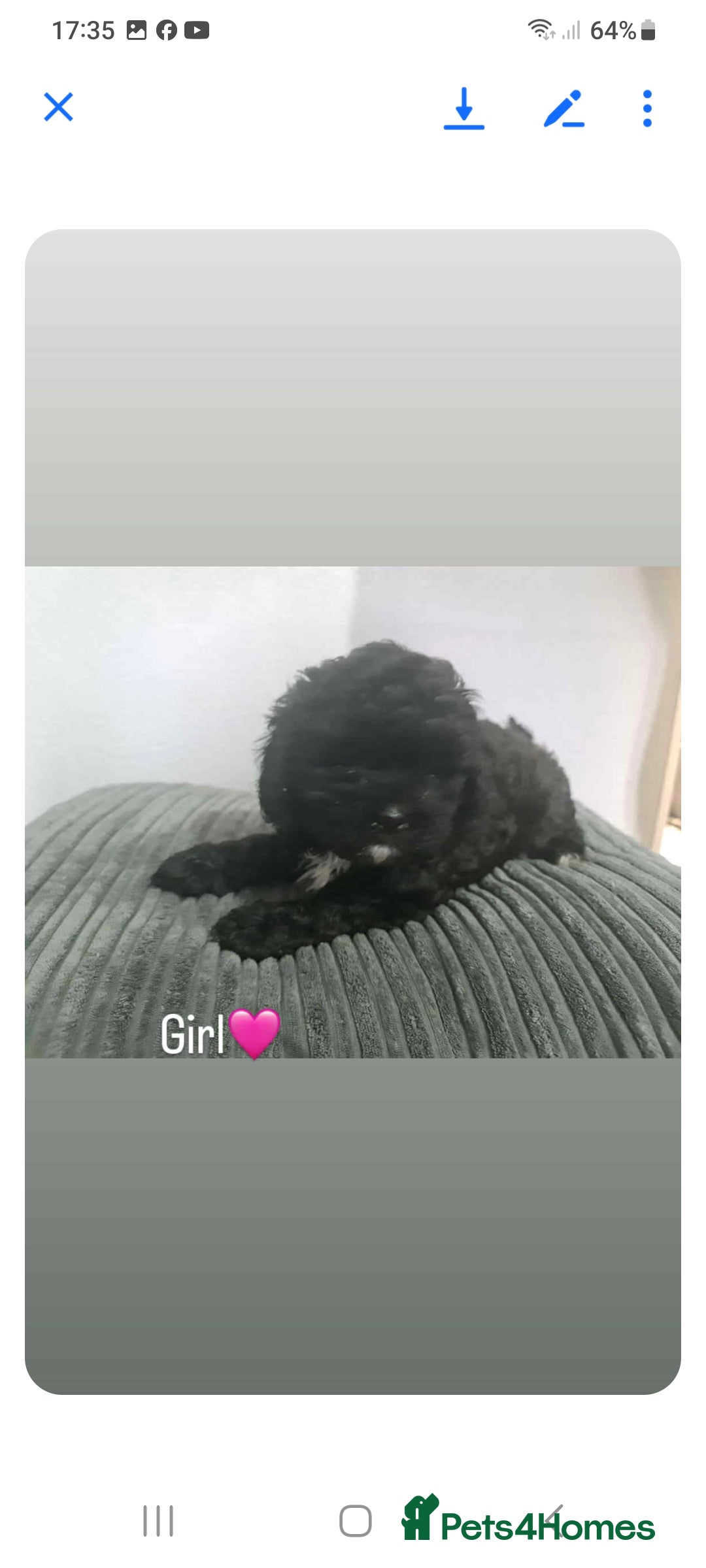 Shihpoo dogs for sale: Beautiful shihpoo puppies  - Image 6