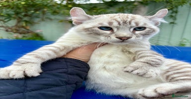 Keetso cats - Advert 4