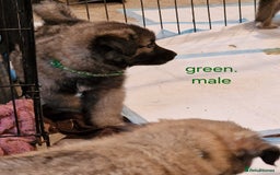 Mixed Breed dogs for sale: Turkish kangal x German shepherd puppies  - Image 6
