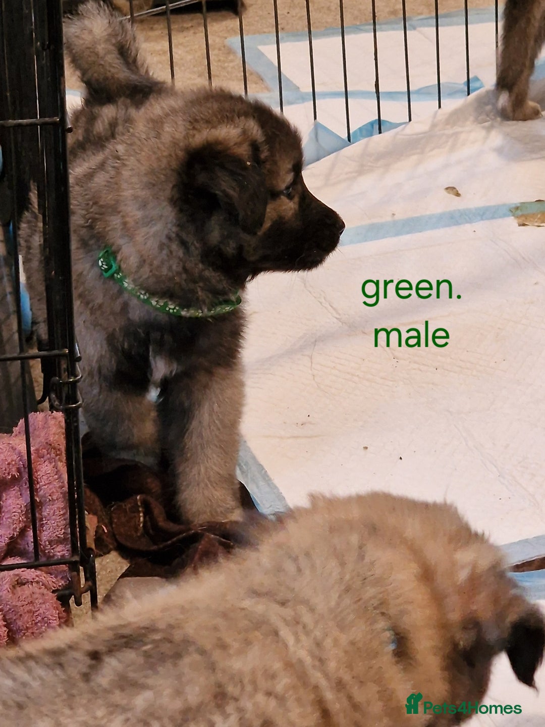 Mixed Breed dogs for sale: Turkish kangal x German shepherd puppies  - Image 6