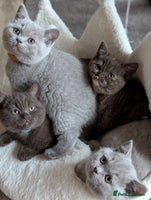British Shorthair cats GCCF Pedigree BSH chocolate, lilac kittens 😻 - Advert 10