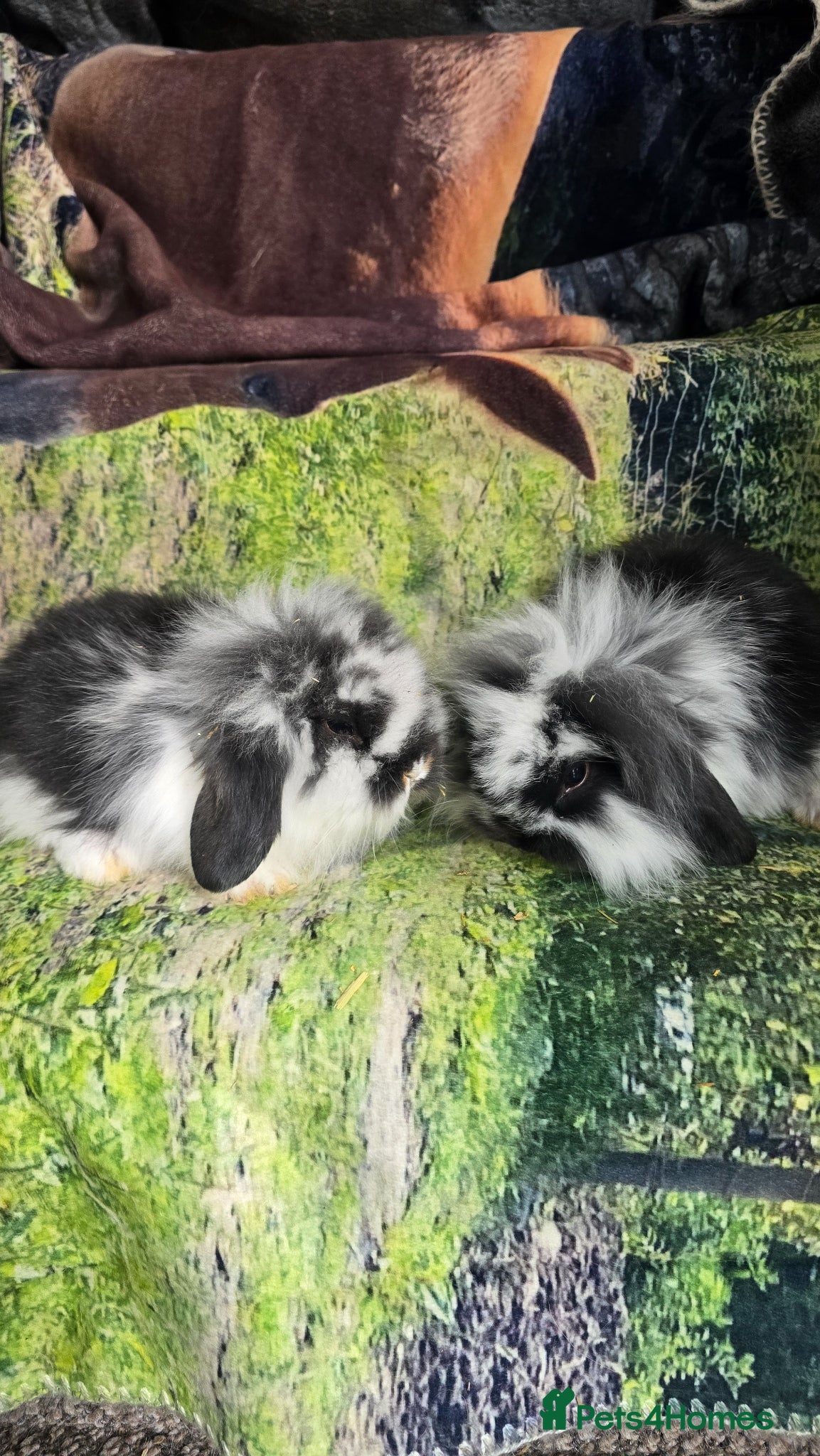 Mini Lop rabbits Mini Lop Baby Rabbits - Advert 1