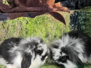 Mini Lop rabbits Mini Lop Baby Rabbits - Advert 1