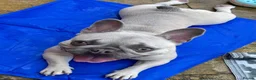 French Bulldog dogs for sale: Female frenchie rehome - Advert 12