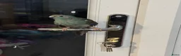 Mixed Breed birds for sale: Teal, the kakariki  - Advert 14