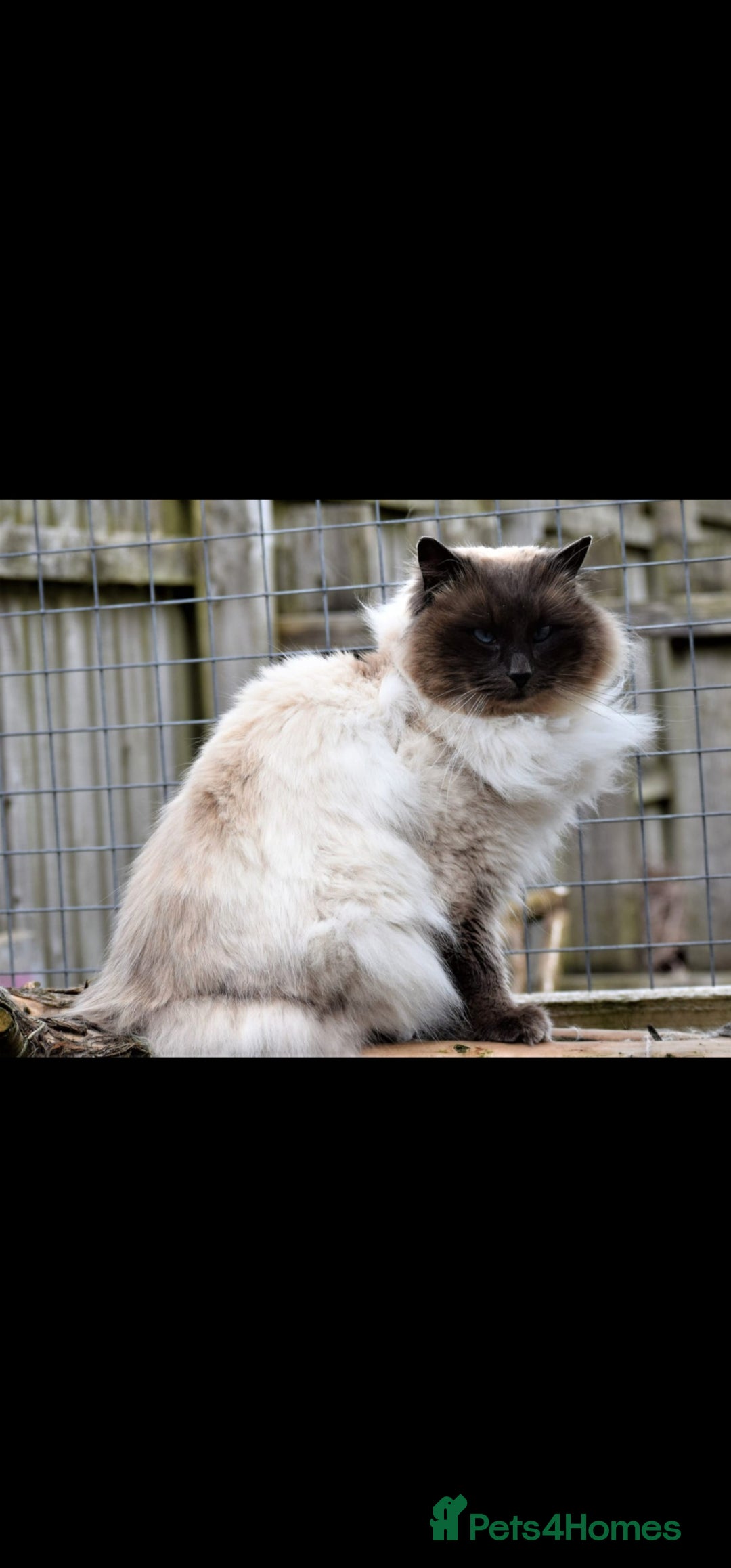 Ragdoll cats for sale: Blue Point Ragdoll Kittens for sale   - Image 14