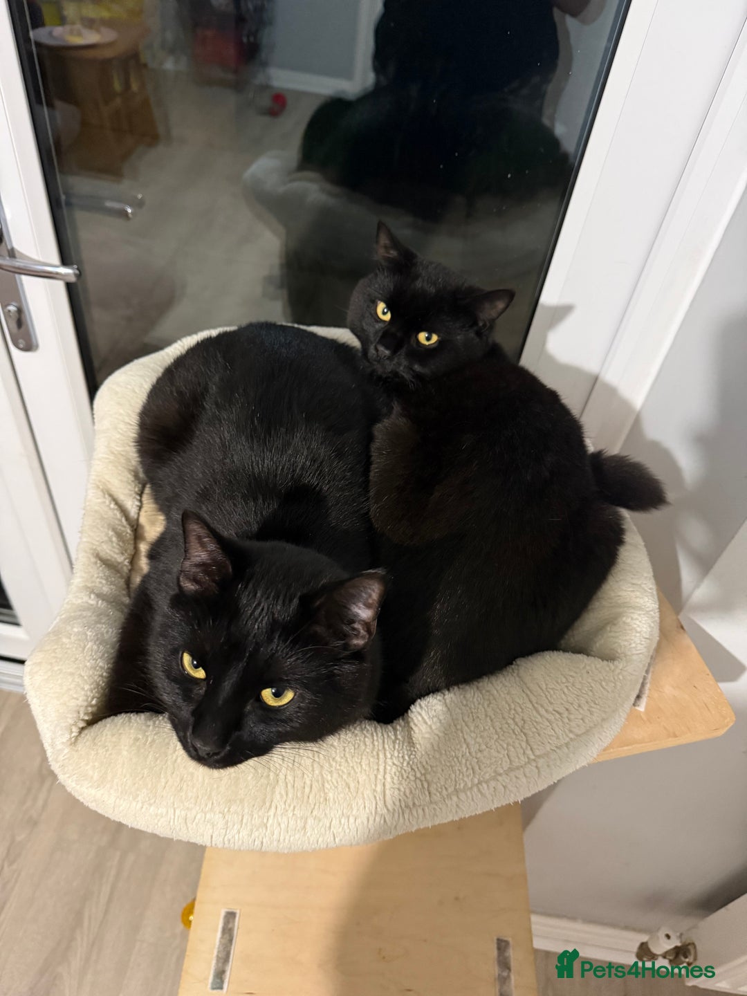 British Shorthair cats for sale: 2 male cats - Advert 1