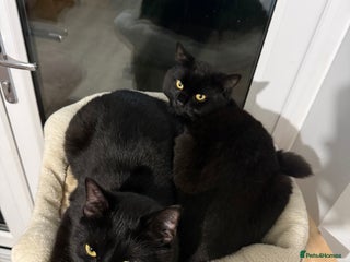 British Shorthair cats 2 male cats - Advert 3