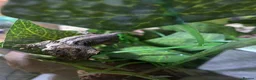 Chameleon reptiles for sale: 2 gargoyle gecko babys - Advert 3